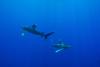 Requins oceaniques Longimanus, Deadelus en mer rouge